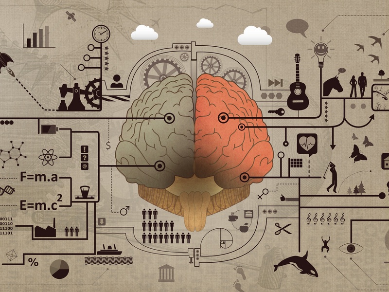 Teaserstockvault learning and education   brain functions development concept184373